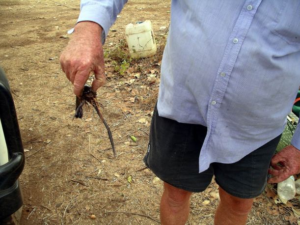 Resize of 08-27-2005 01 Cherabiun