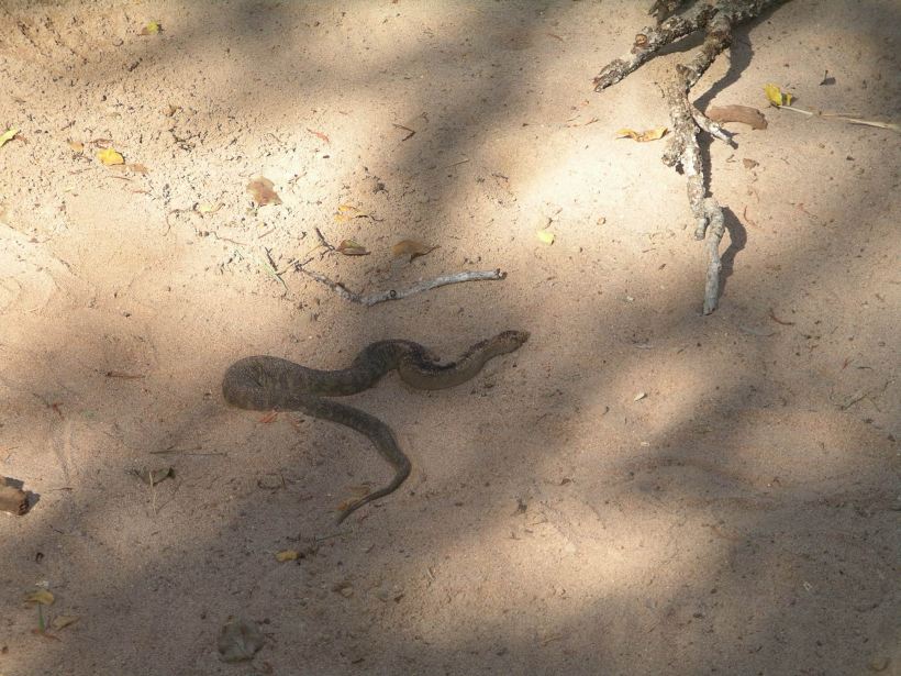 Resize of 08-29-2005 06 File Snake 5