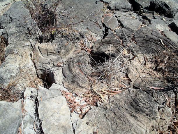 Resize of 08-30-2005 20 Stromatolites 2