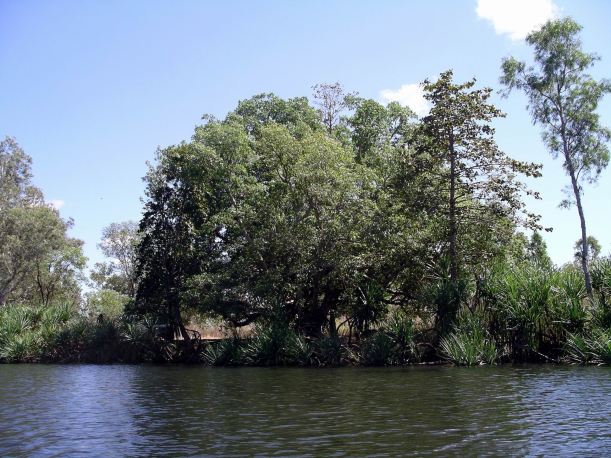 Resize of 08-30-2005 21 Croc Hole Fig Tree