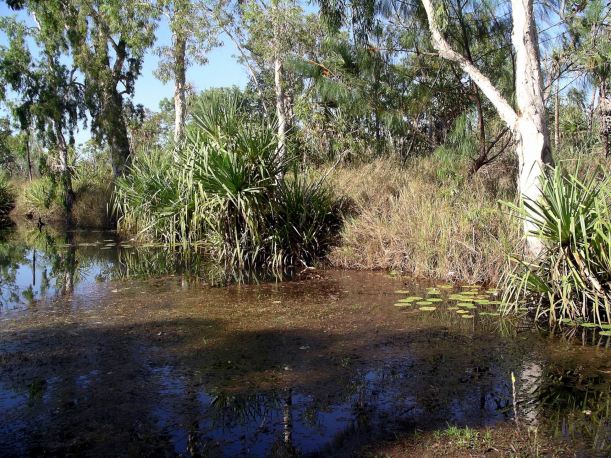 Resize of 08-31-2005 03 Mystery Shovel August 3