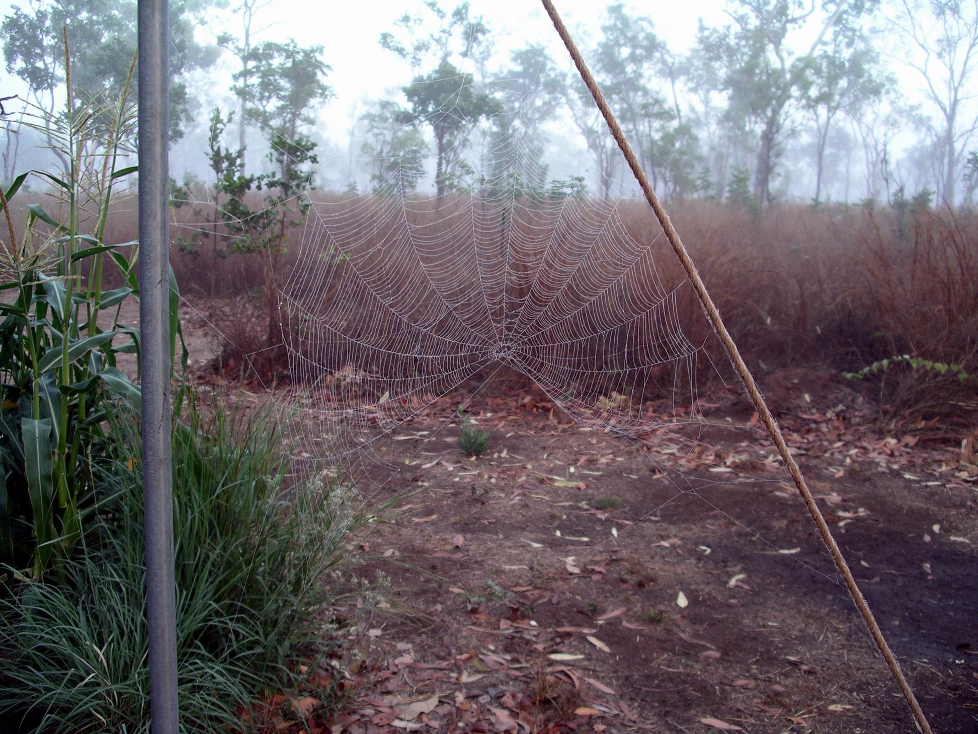 Resize of 09-04-2005 01 Spider Web