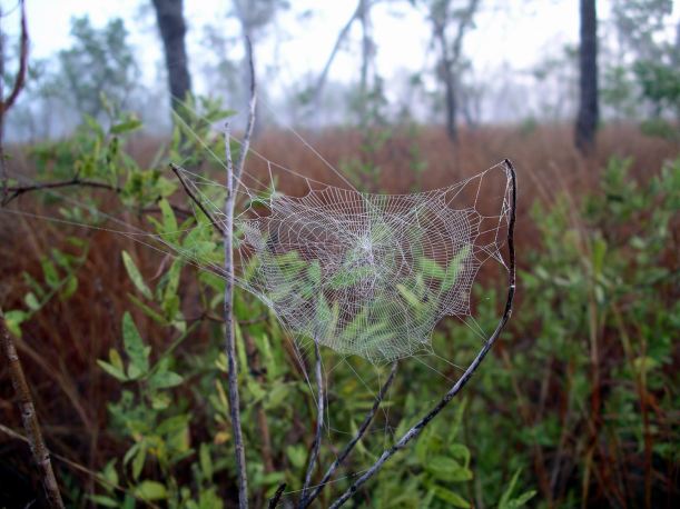 Resize of 09-04-2005 03 Spider Web 2
