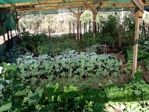 Resize of 09-09-2005 01 Veggy Patch September