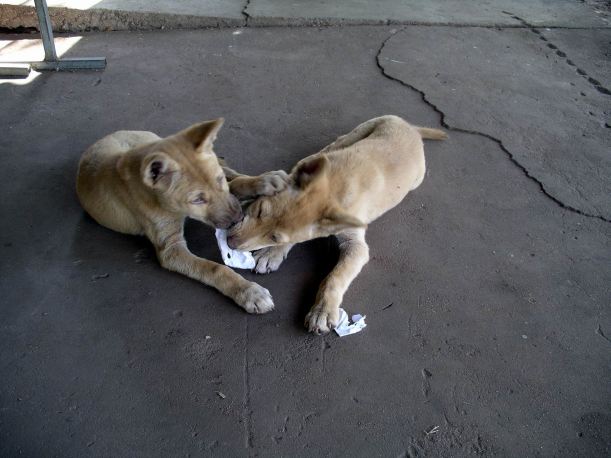 Resize of 09-09-2005 13 Little Dings 5