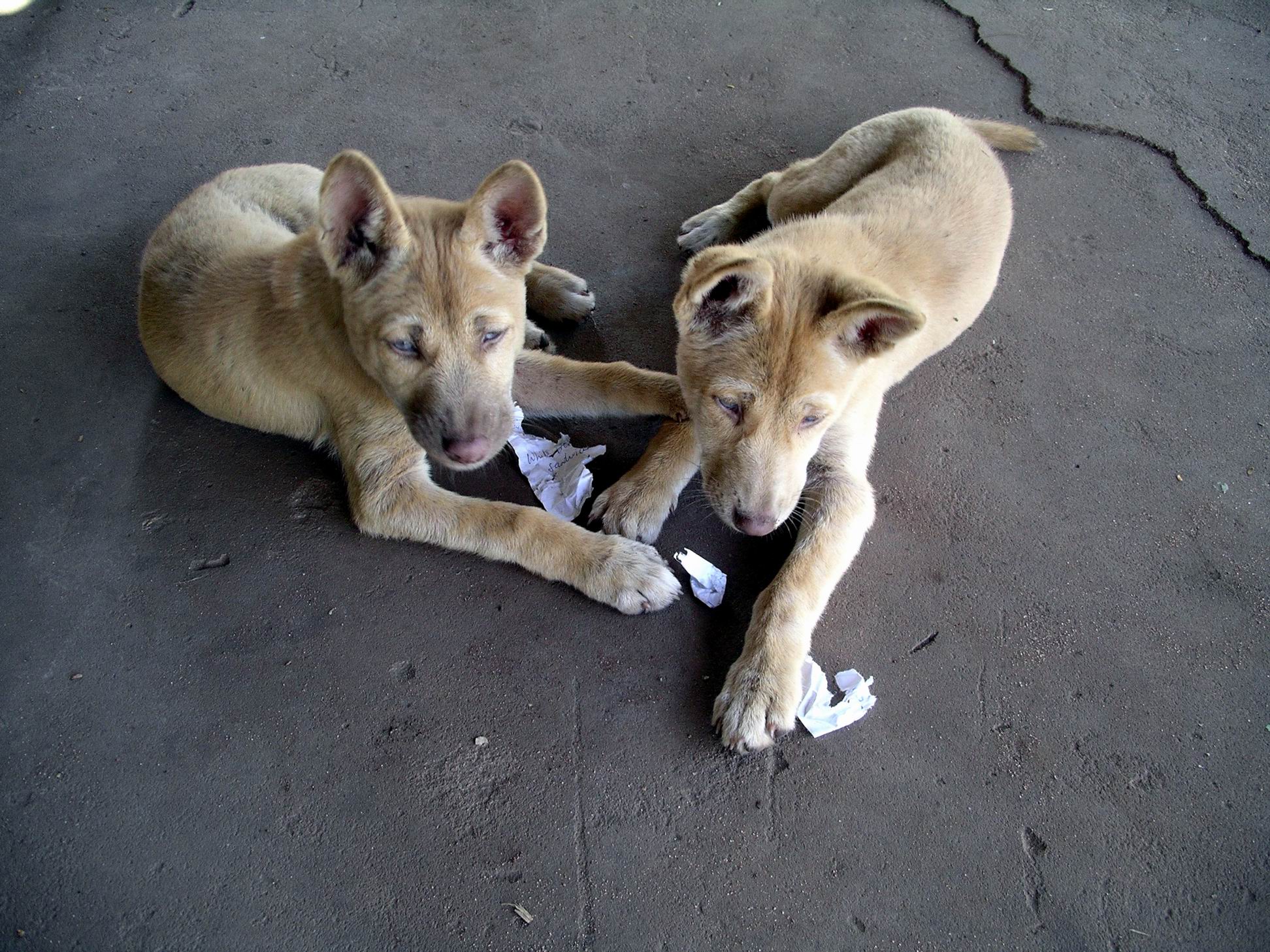 Resize of 09-09-2005 14 Little Dings 6