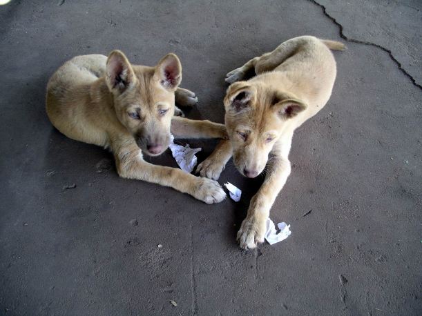 Resize of 09-09-2005 14 Little Dings 6