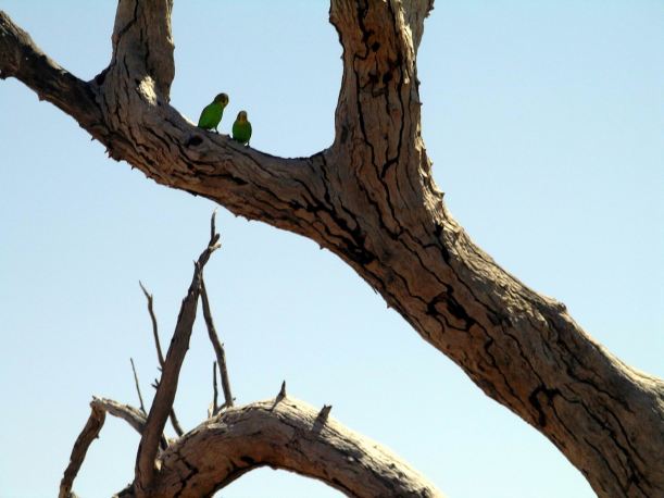 Resize of 09-20-2005 06 Budgie Tree Birdsville Track