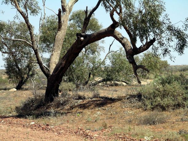 Resize of 09-20-2005 07 Tree by Birdsville Track