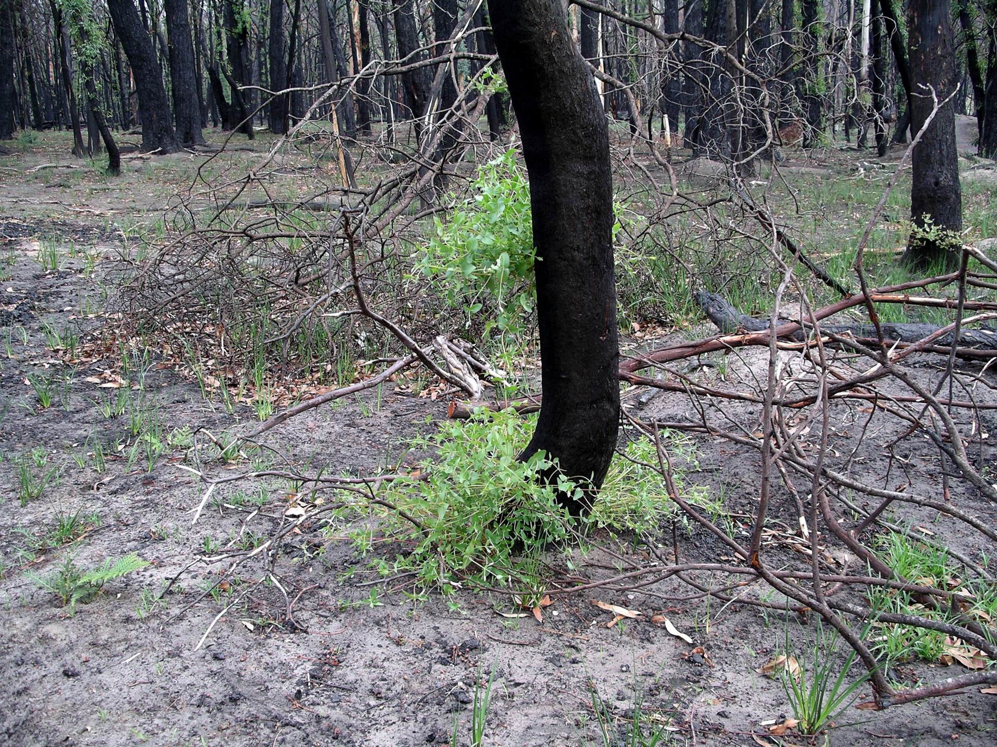 Resize of 04-01-2006 04 Grampians Fires4