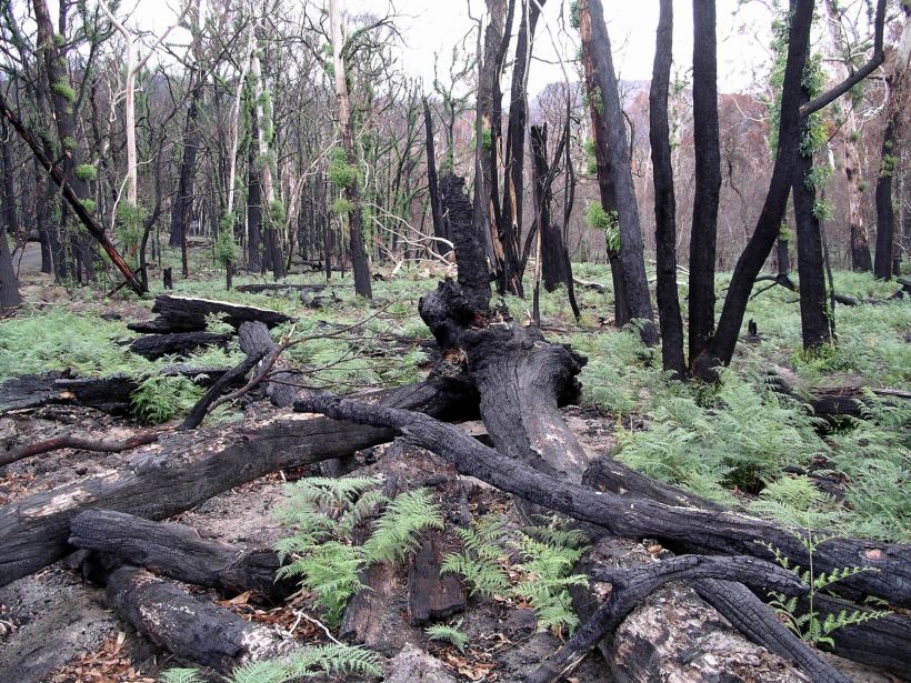 Resize of 04-01-2006 08 Grampians Fires8
