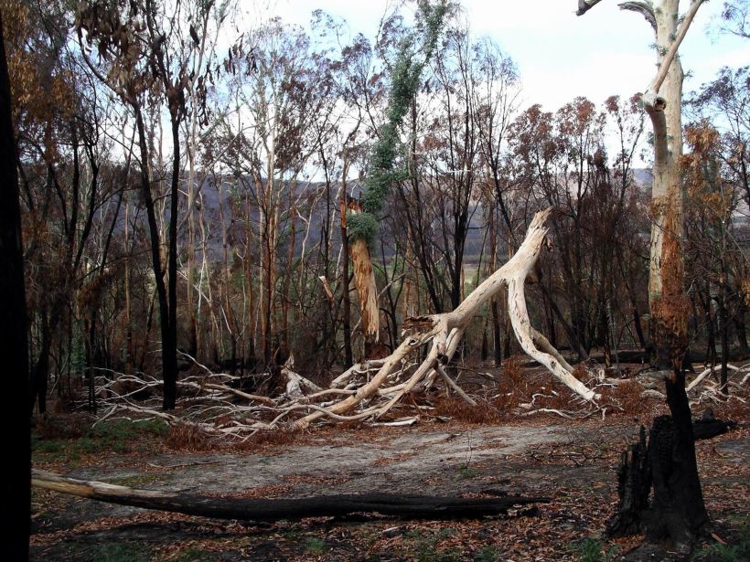 Resize of 04-01-2006 09 Grampians Fires9