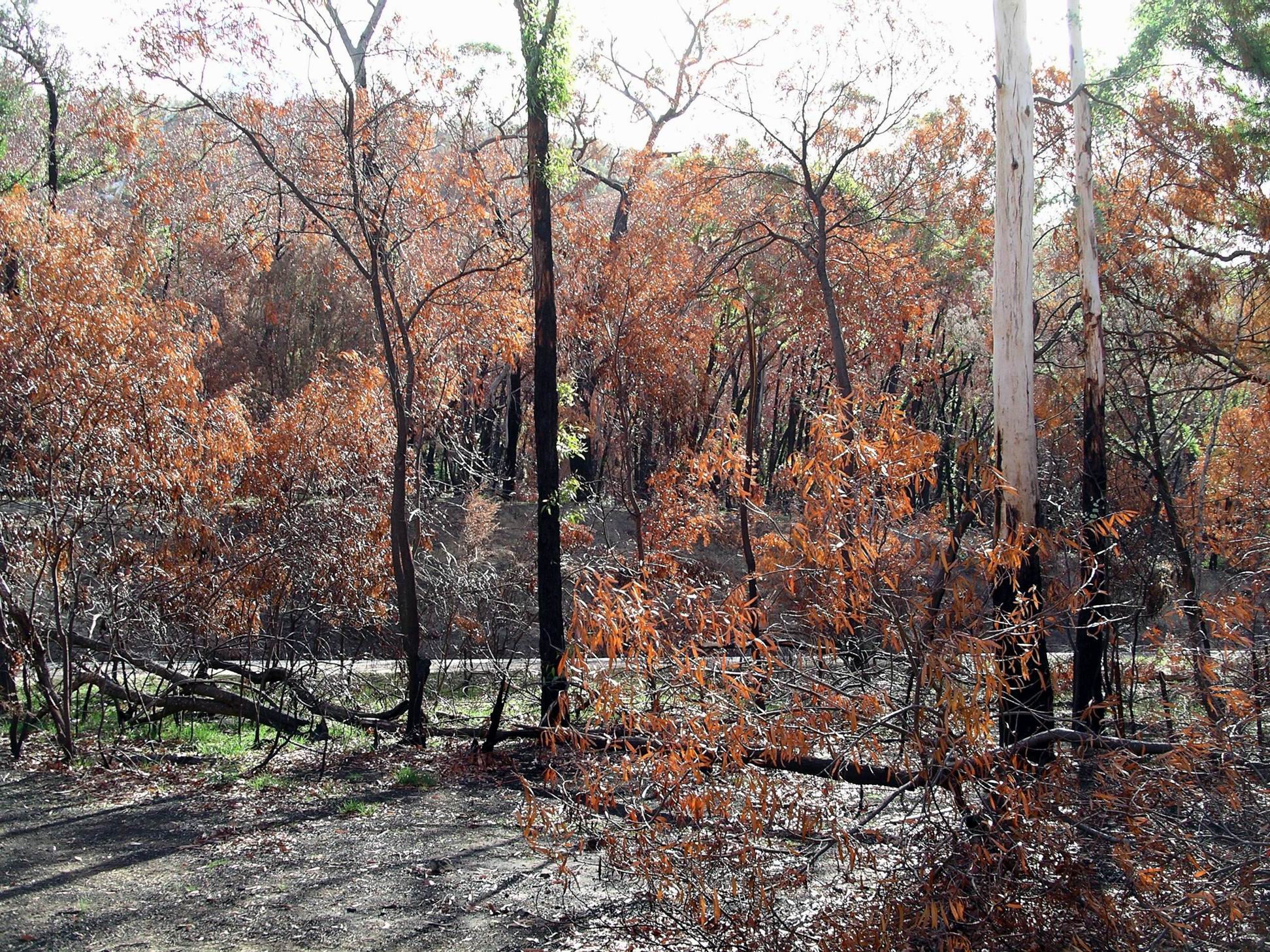 Resize of 04-01-2006 15 Grampians Fires15