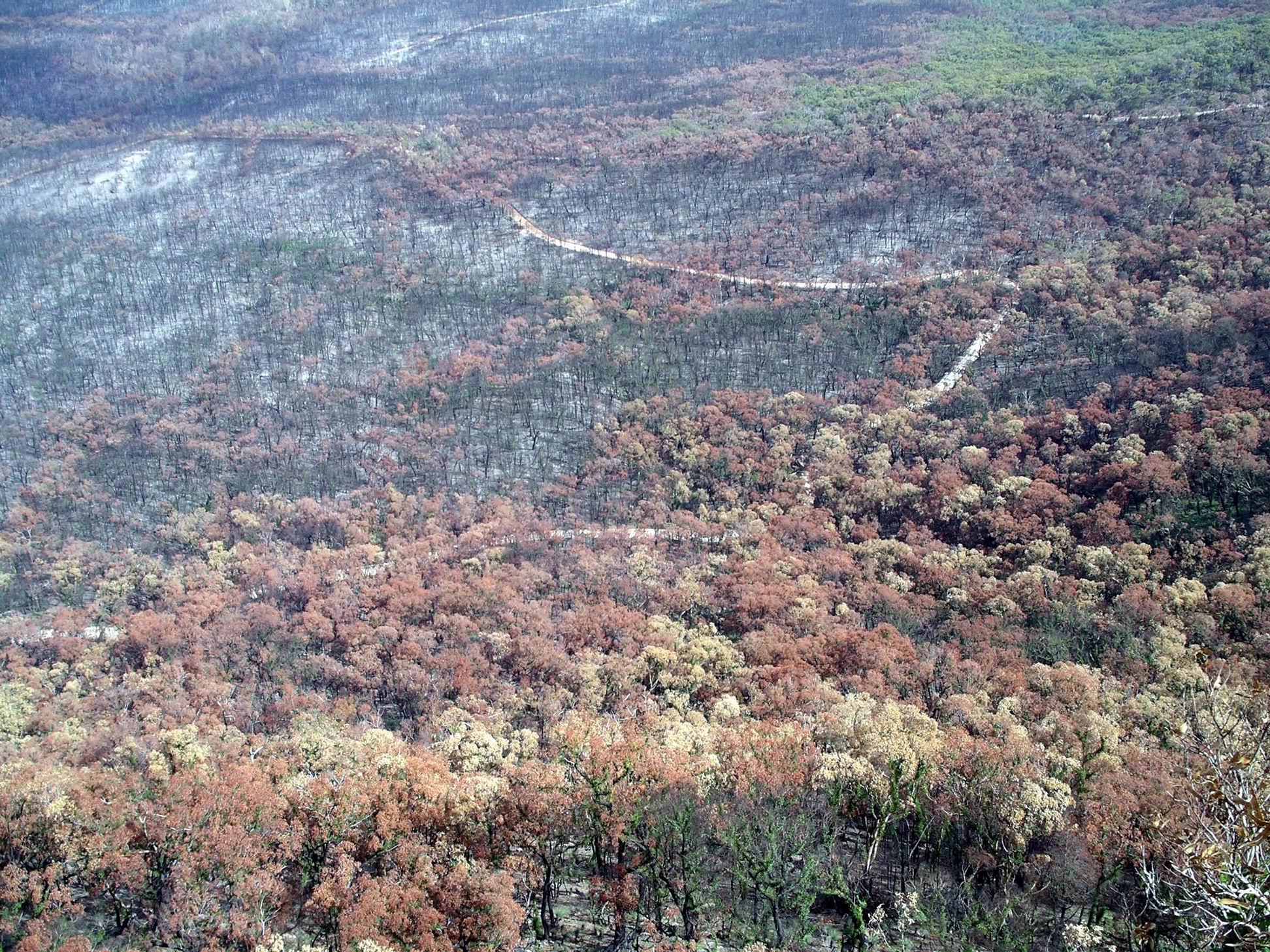 Resize of 04-02-2006 08 Grampians Fires23