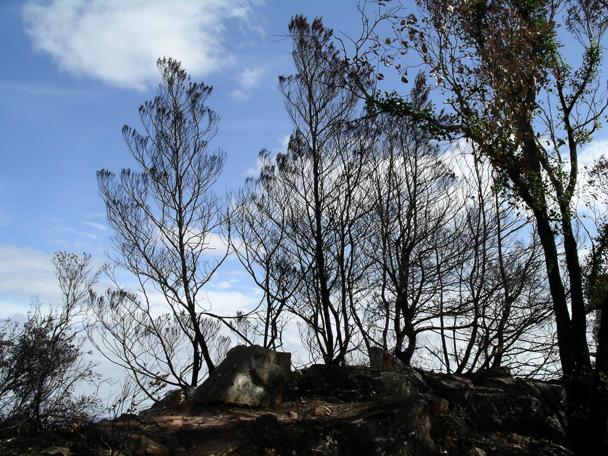Resize of 04-02-2006 12 Grampians Fires27