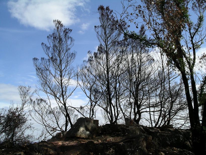 Resize of 04-02-2006 12 Grampians Fires27