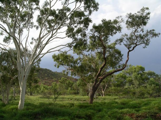 Resize of 04-13-2006 06 Mt Isa in wet6
