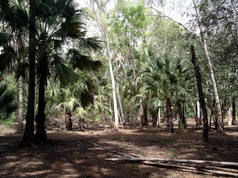 Resize of 04-19-2006 01 In the Grove