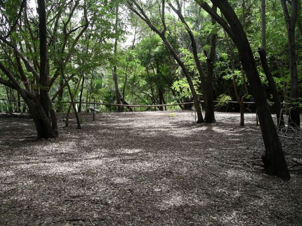 Resize of 04-19-2006 07 In the Grove7