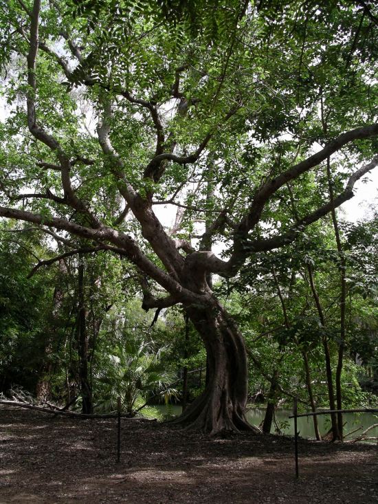 Resize of 04-19-2006 08 In the Grove8