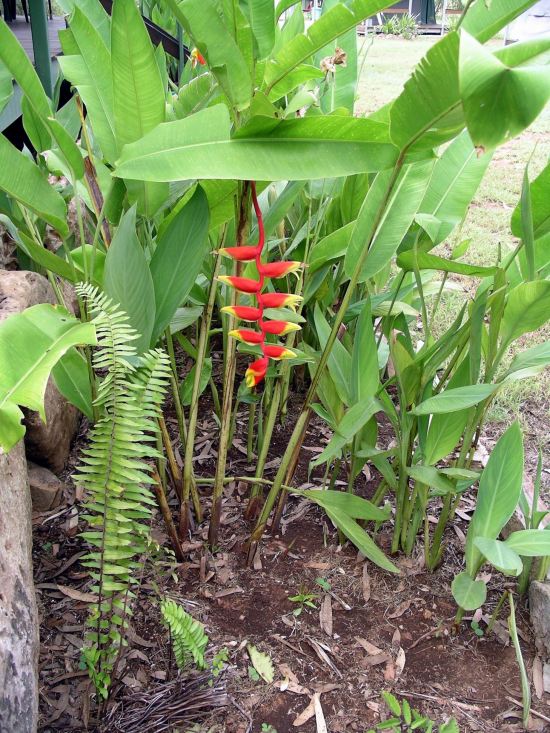 Resize of 04-19-2006 13 Grove flower