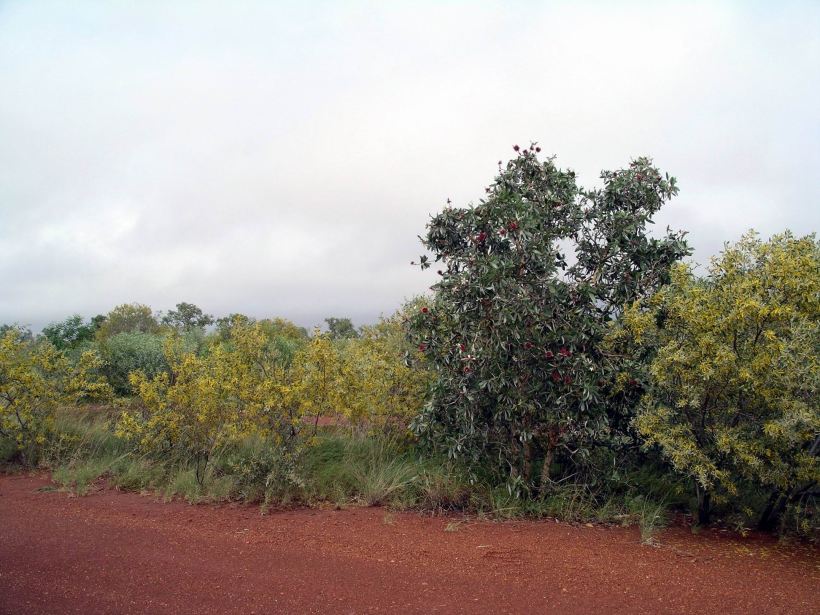 Resize of 04-28-2006 03 Barkly Highway bush