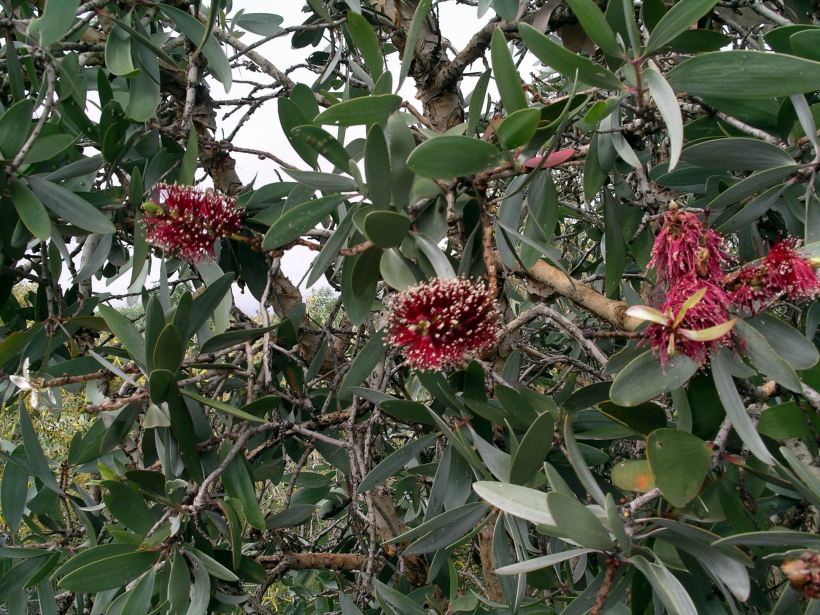 Resize of 04-28-2006 04 Barkly Highway bush 2