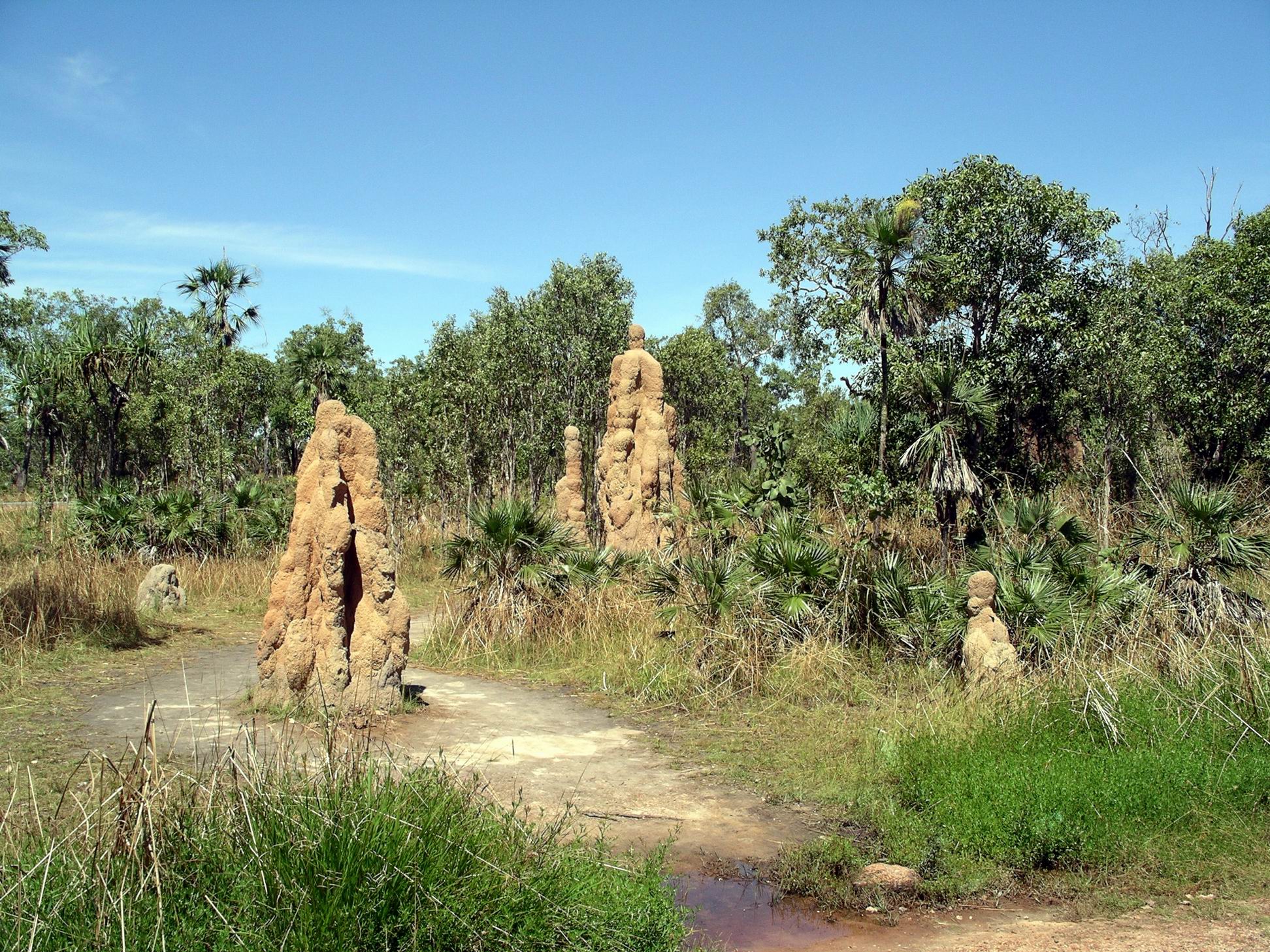 Resize of 05-02-2006 01 Litchfield termite mounds