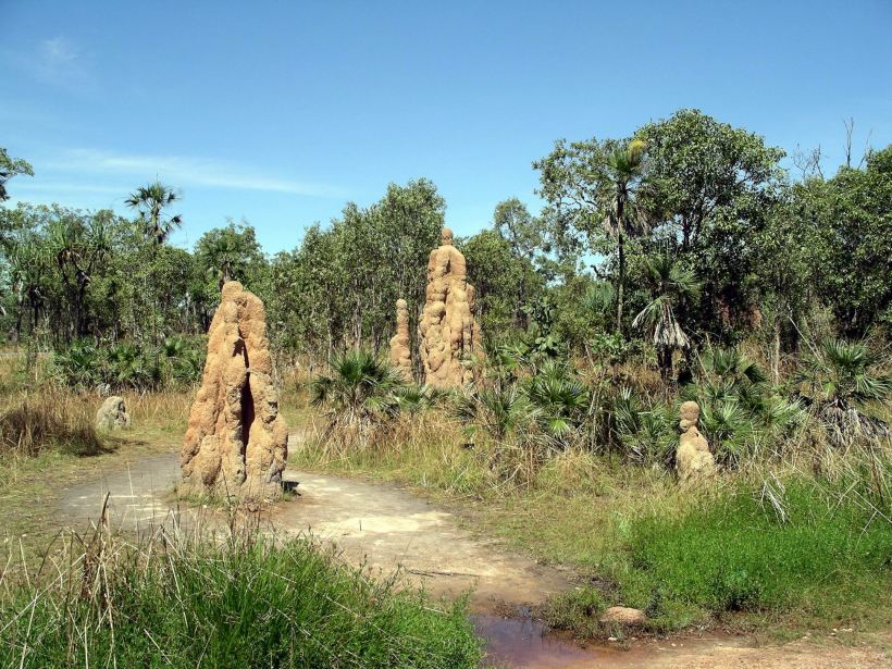 Resize of 05-02-2006 01 Litchfield termite mounds