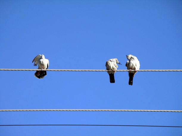 Resize of 09-30-2005 10 pigeons