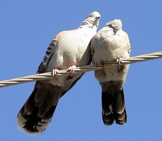 Resize of 09-30-2005 13 pigeons