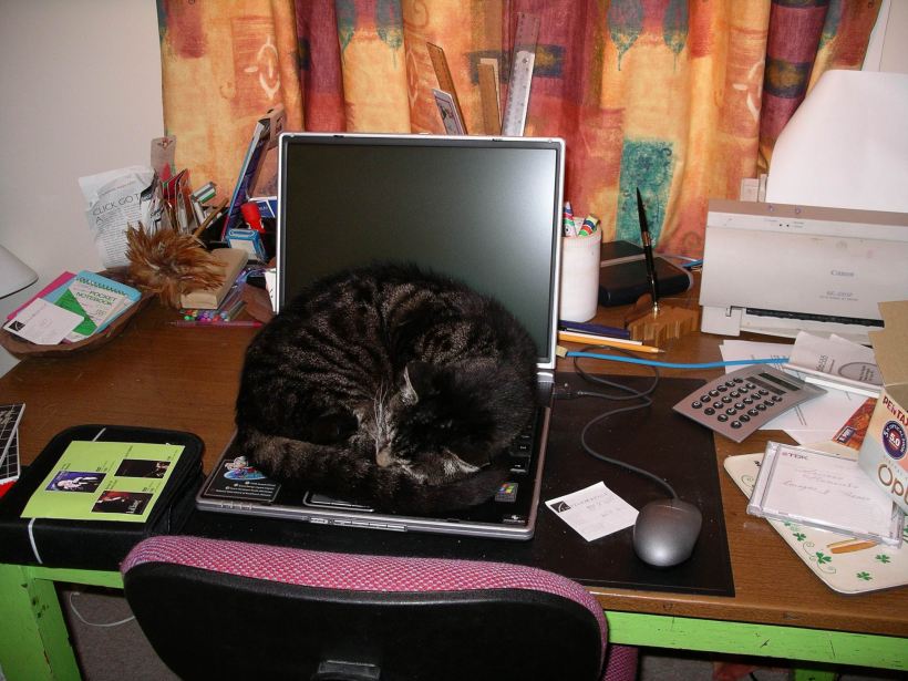 Resize of Computer Cat