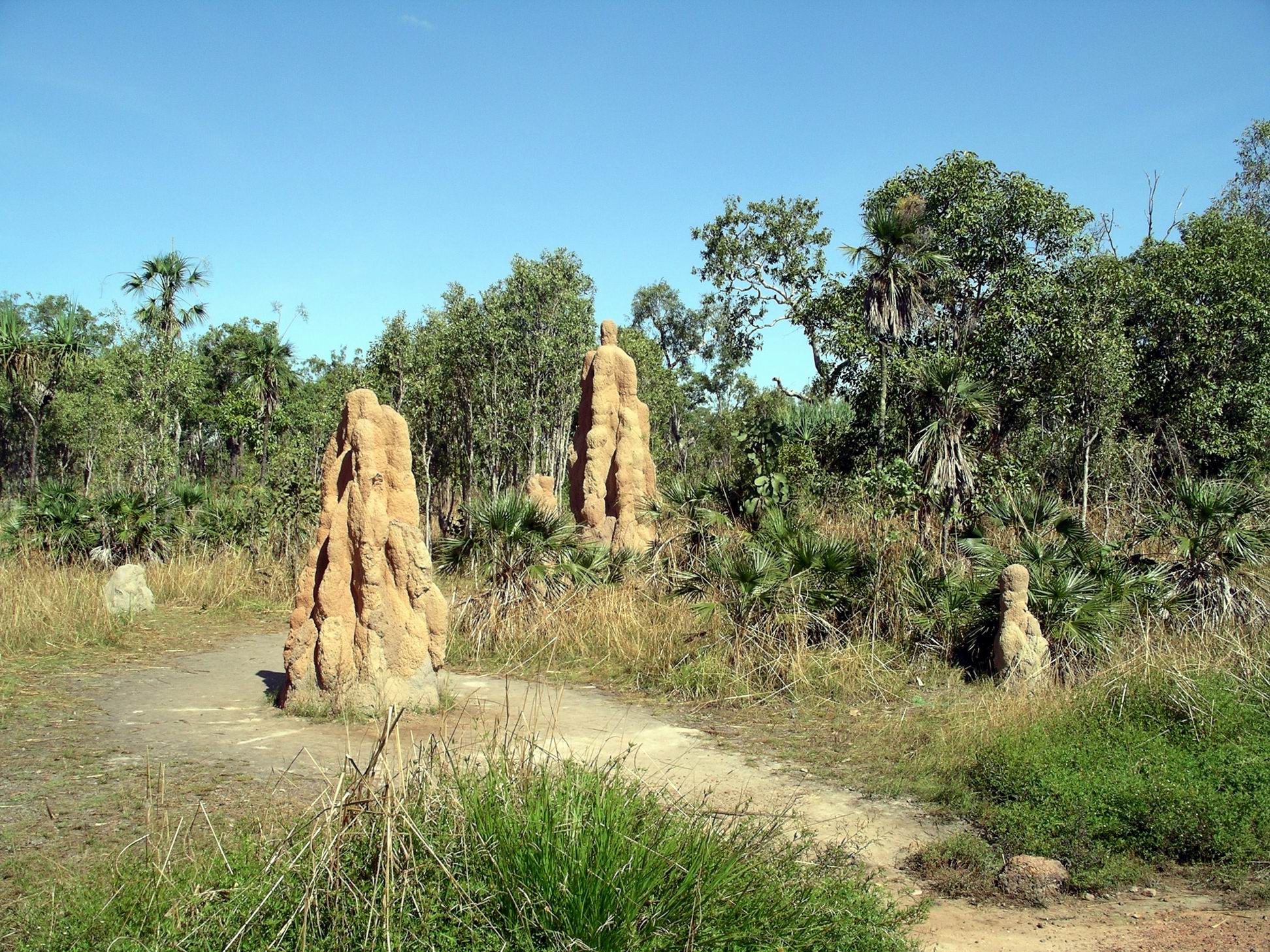 Resize of 05-16-2006 02 Termite mounds Litchfield