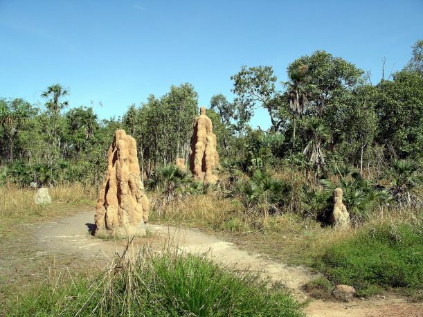 Resize of 05-16-2006 02 Termite mounds Litchfield