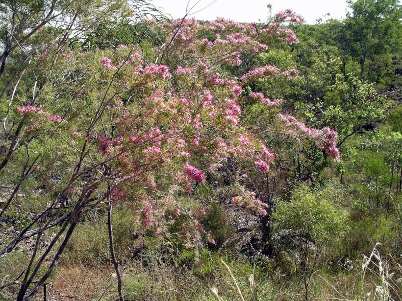 Resize of 05-16-2006 05 Turkey bush Litchfield