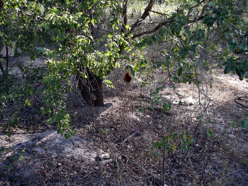 Resize of 05-30 2006 01 Watermelon raid Monsoon