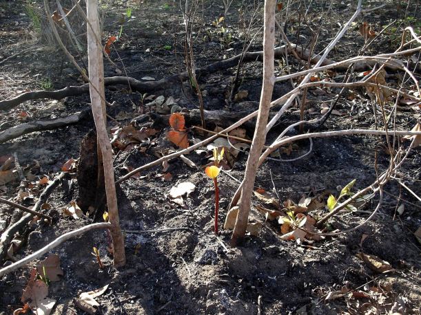 Resize of 05-30-2006 04 Regrowth after burn Monsoon