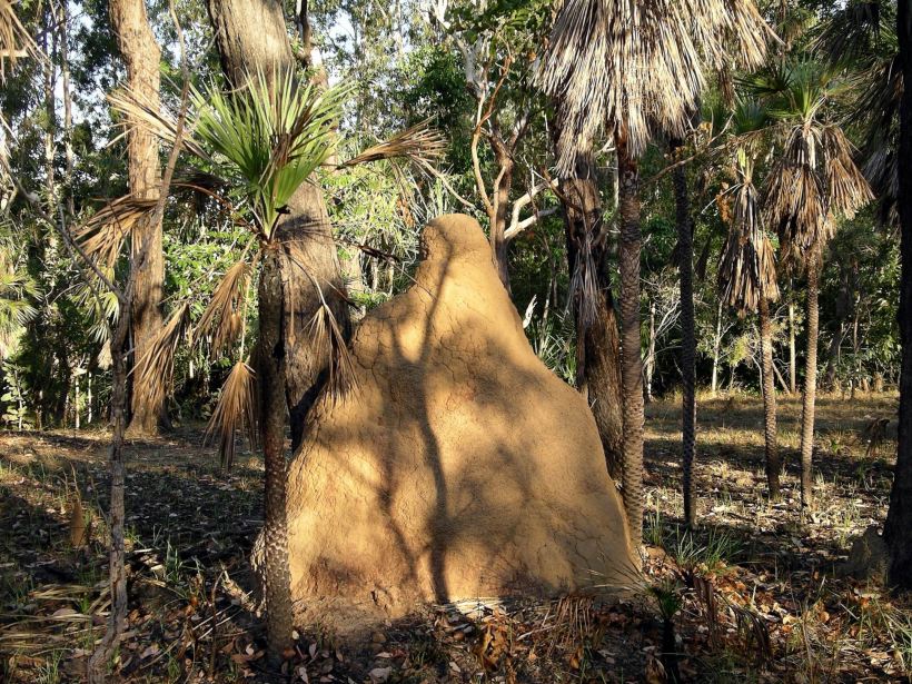 Resize of 05-30-2006 06 Burnt area scene Monsoon 2
