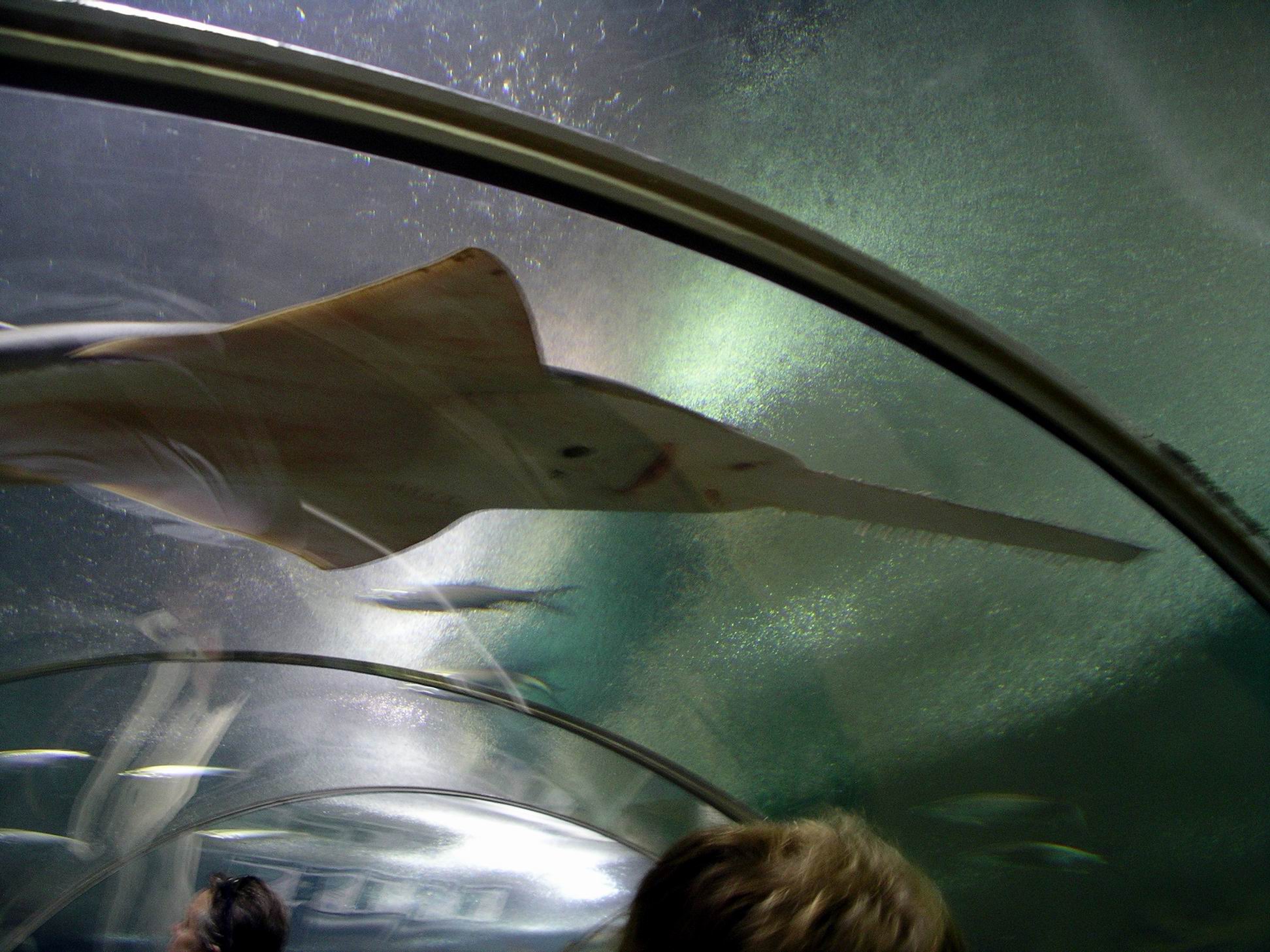 Resize of 05-31-2006 06 Sawfish at TW Park