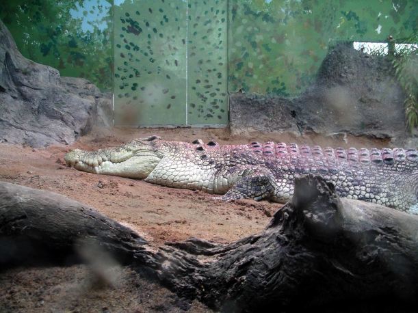 Resize of 05-31-2006 08 Saltie at TW Park 2