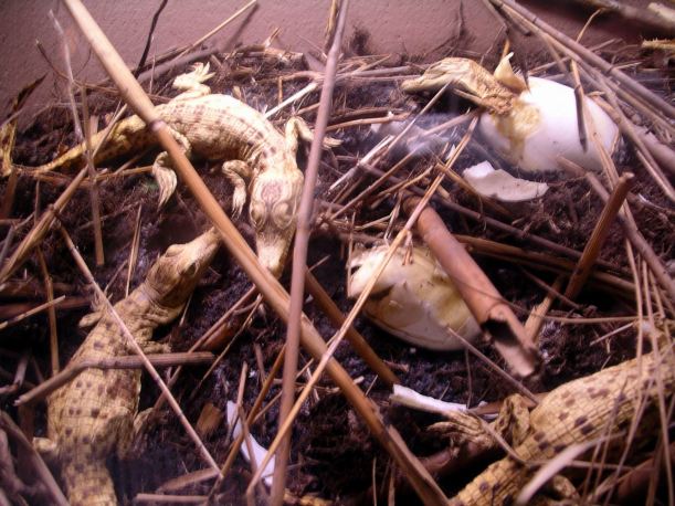 Resize of 05-31-2006 09 Crocs hatching TW Park