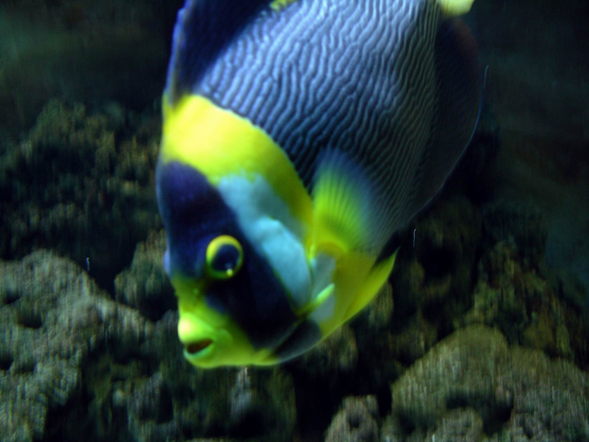 Resize of 05-31-2006 10 Nemo fish at TW Park