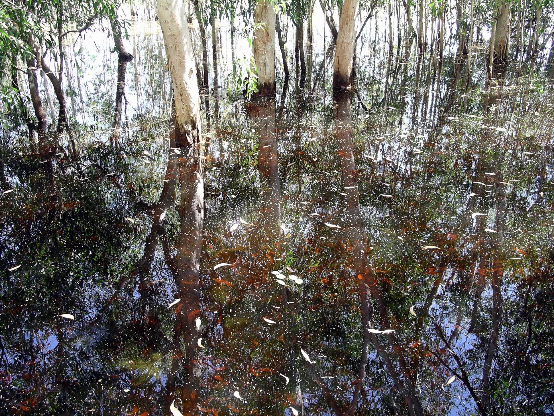 Resize of 05-31-2006 16 Lagoon study TW Park 5