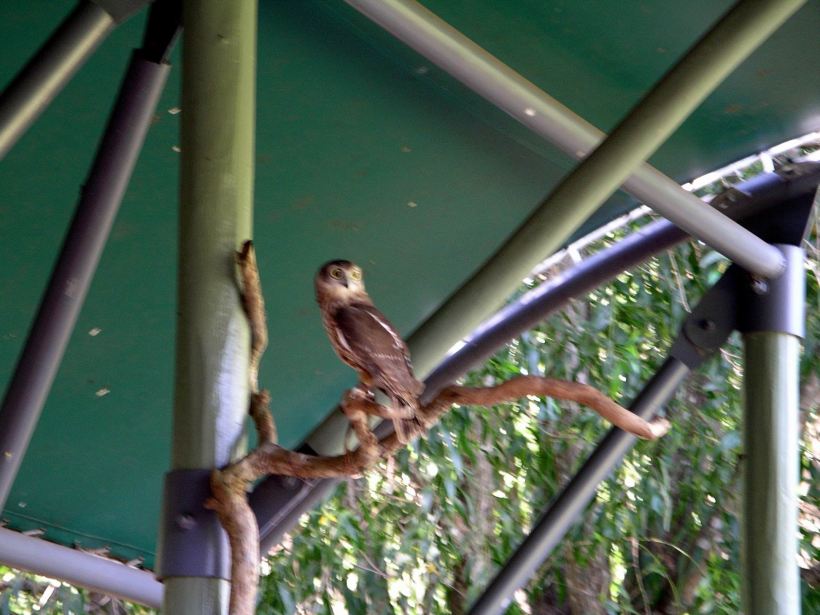 Resize of 05-31-2006 25 Barking owl TW Park