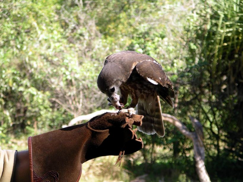 Resize of 05-31-2006 26 Raptor TW Park