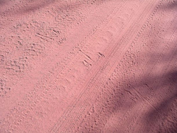 Resize of 06-14-2006 02 Tracks on road Monsoon