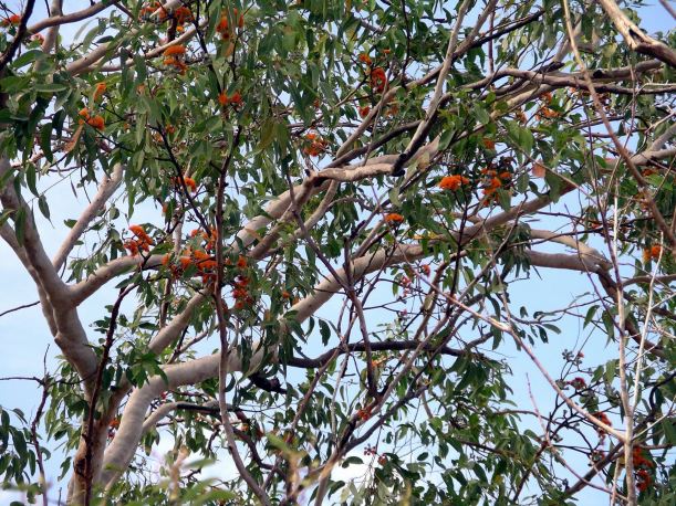 Resize of 06-14-2006 07 Tree flowering Monsoon