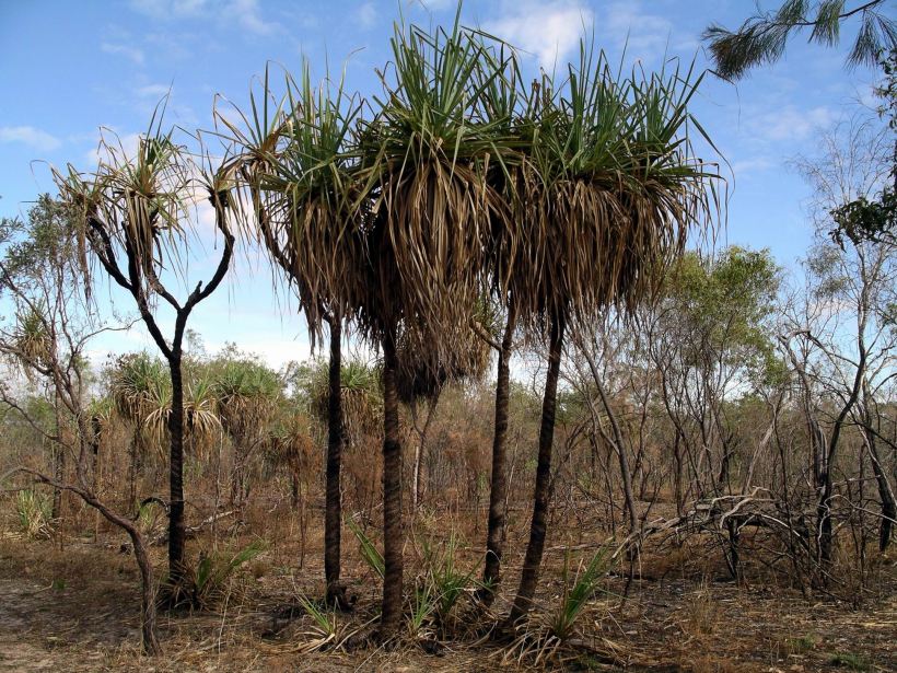 Resize of 06-14-2006 09 Yet another pandanus study Monsoon