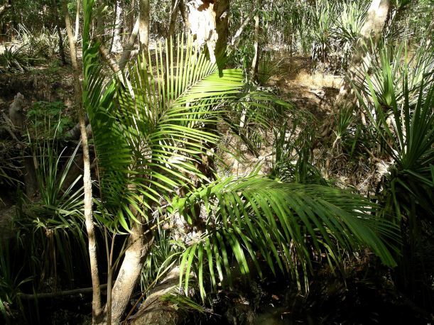 Resize of 06-14-2006 52 Light and shade along the creek Monsoon