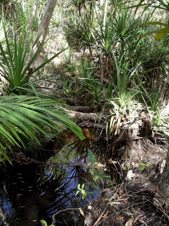 Resize of 06-14-2006 53 Creek study Monsoon